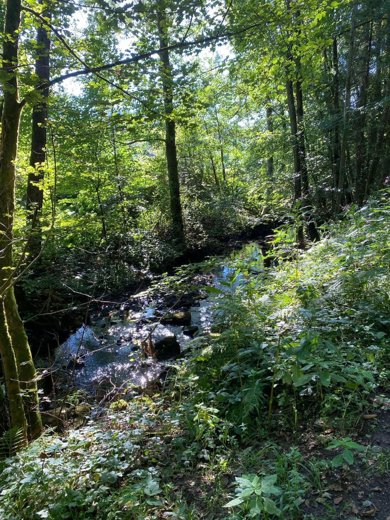 Ferienhaus Vulkaneifel Abtei Himmerod Grosslittgen Экстерьер фото